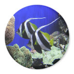 Angelfish Magnets