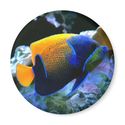 angelfish magnet by nefera