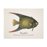 Angelfish Postcard - Style II