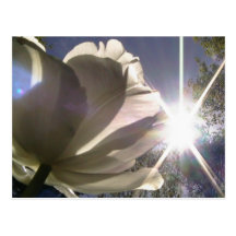 angelique tulip postcards