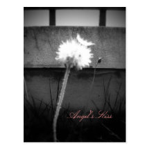 Angel's Kiss Post Card