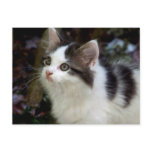 Angels With Whiskers (kitten) Postcard