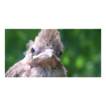 angry baby bird customized photo card