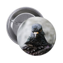 Angry Bird Pinback Button