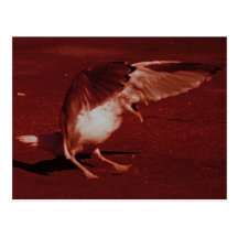 Angry bird post card