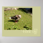 Angry Goose Back Off Poster