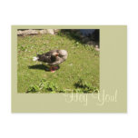 Angry Goose Hey You Postcard