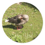 Angry Goose Hey You Stickers