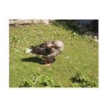 Angry Goose Postcard