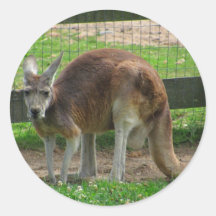 Angry Kangaroo Stickers