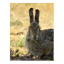 Angry Rabbit Post Card