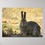 Angry Rabbit Posters