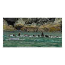 angry sea lions photo card template
