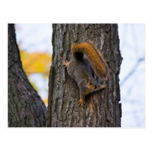 Angry squirrel / grantiges Eichhörnchen Postkarten