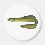 Anguille verte magnets pour réfrigérateur