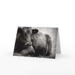 Angus Beef Steer Photographic Portrait Cards