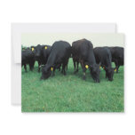 Angus cattle custom announcement
