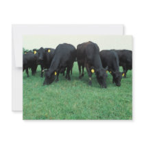 Angus cattle custom announcement