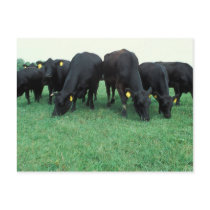 Angus cattle post card
