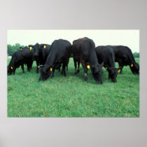 Angus cattle poster