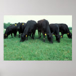 Angus cattle poster