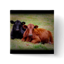 Angus Love - Pair of Cattle Side by Side