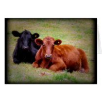 Angus Love - Pair of Cattle Side by Side