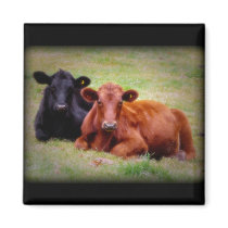 Angus Love - Pair of Cattle Side by Side