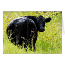 Angus Steer in Tall Yellow Grass Card