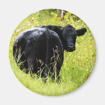 Angus Steer in Tall Yellow Grass Fridge Magnet