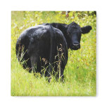 Angus Steer in Tall Yellow Grass