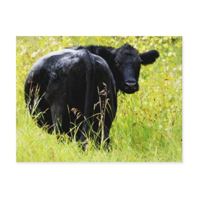 Angus Steer in Tall Yellow Grass by CountryCorner