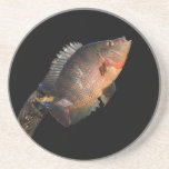 anhinga displaying fish beverage coasters
