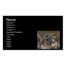 Anhinga...Living in the Sticks Business Cards