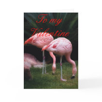 Animal - A set of Flamingoes Greeting Cards
