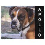 Animal Actors Comp Card Headshot Custom Flyer