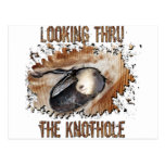 Animal Art Goat Picture Angora Goat Postcard