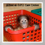 Animal Baby Alfred Posters