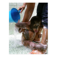 Animal Baby Bath Day Post Card