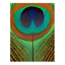 Animal - Bird - Peacock Feather Post Cards