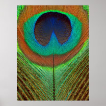 Animal - Bird - Peacock Feather Print
