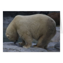 Animal cards, Polar Bear