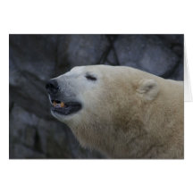 Animal cards, Polar Bear
