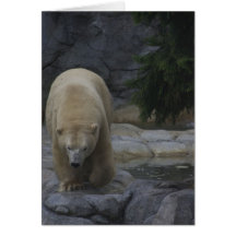 Animal cards, Polar Bear