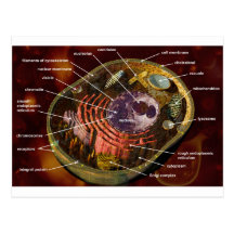 Animal cell postcards
