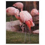 Animal  - Flamingo Hotel - The Flamingo Custom Letterhead