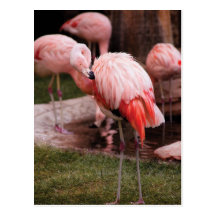 Animal  - Flamingo Hotel - The Flamingo Post Cards