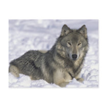 Animal In Snow