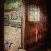 Animal - Lamb - Hello, anybody home Photo Cut Out