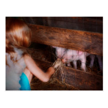 Animal - Pig - Feeding piglets Post Card